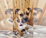 Small #3 Bull-Boxer