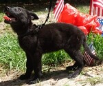 Small #9 German Shepherd Dog