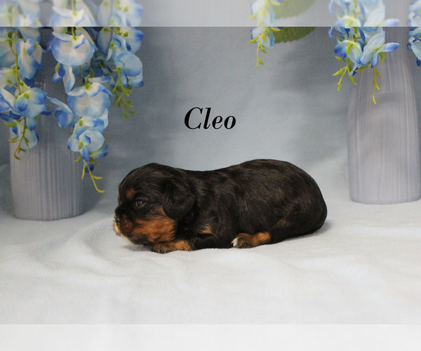 Medium Photo #5 Cavalier King Charles Spaniel Puppy For Sale in CHANUTE, KS, USA