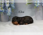 Small #4 Cavalier King Charles Spaniel