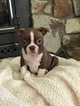 Small Photo #1 Boston Terrier Puppy For Sale in BEND, OR, USA