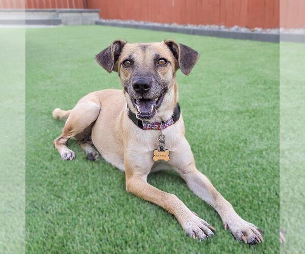 Medium Photo #11 Mutt Puppy For Sale in San Diego, CA, USA