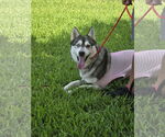 Small #9 Siberian Husky