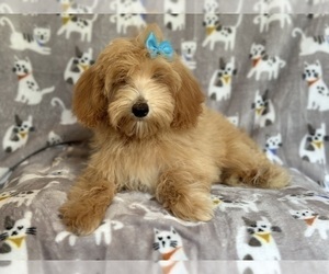 Goldendoodle (Miniature) Puppy for Sale in LAKELAND, Florida USA