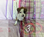 Small Photo #7 Boxer Puppy For Sale in ZEELAND, MI, USA