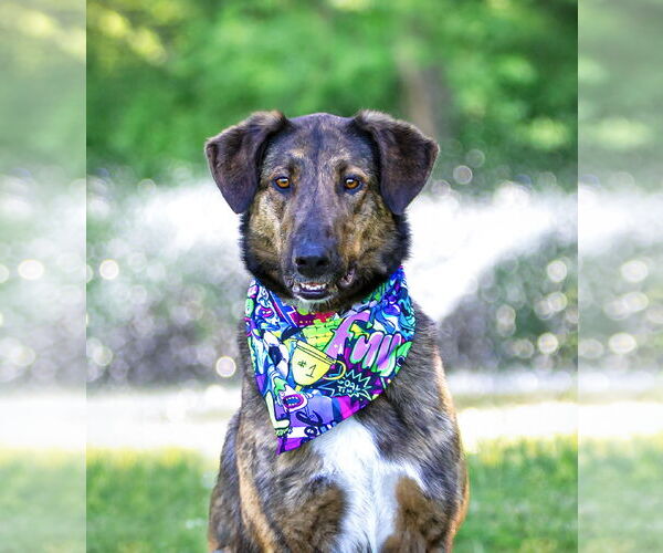 Medium Photo #9 Mutt Puppy For Sale in Unionville, PA, USA