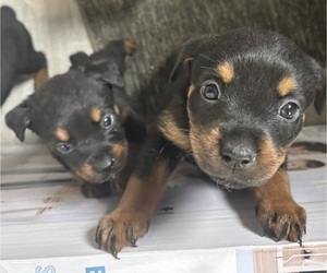 Rottweiler Puppy for sale in AMITY HARBOR, NY, USA