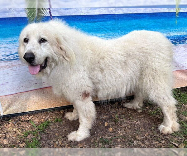 Medium Photo #6 Great Pyrenees Puppy For Sale in Spring, TX, USA