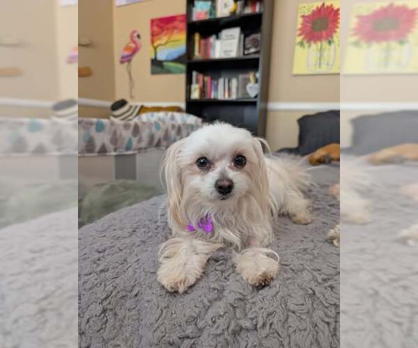 Medium Photo #6 Mal-Shi Puppy For Sale in Corona, CA, USA