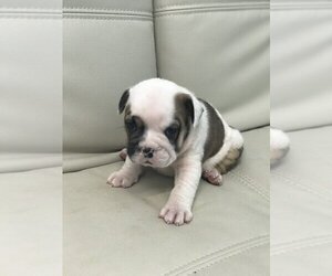 Bulldog Puppy for sale in ATHERTON, CA, USA