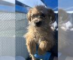 Small #1 Chihuahua Mix