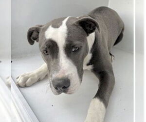 Mutt Dogs for adoption in Houston, TX, USA