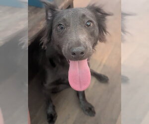 Boykin Spaniel Dogs for adoption in garner, NC, USA