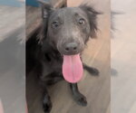 Small Boykin Spaniel
