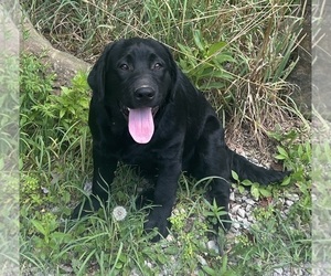 Labrador Retriever Puppy for Sale in FENELTON, Pennsylvania USA