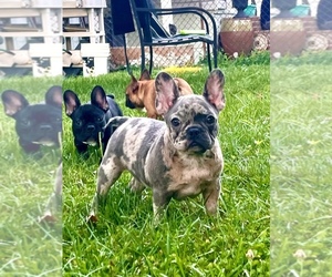 French Bulldog Puppy for sale in BETHPAGE, NY, USA