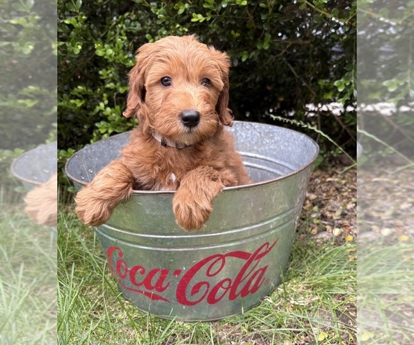 Medium Photo #5 Goldendoodle (Miniature) Puppy For Sale in MIDDLEBURY, IN, USA