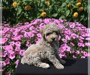 Poodle (Miniature) Puppy for sale in APPLE CREEK, OH, USA