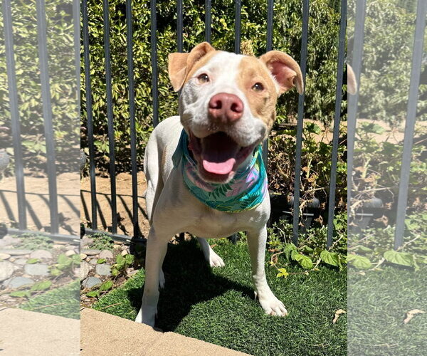 Medium Photo #9 American Pit Bull Terrier-Unknown Mix Puppy For Sale in Redlands, CA, USA