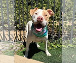 Small Photo #9 American Pit Bull Terrier-Unknown Mix Puppy For Sale in Redlands, CA, USA