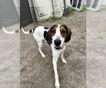 Small #8 Mutt