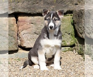 German Shepherd Dog-Siberian Husky Mix Puppy for sale in FREDERICKSBG, OH, USA
