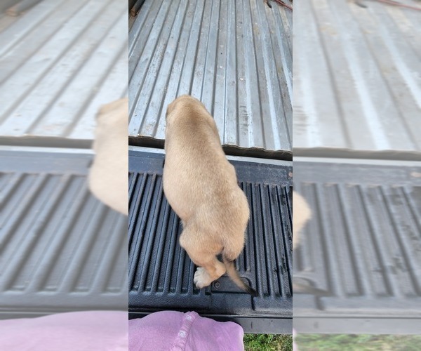 Medium Photo #40 Mastiff Puppy For Sale in PARIS, IL, USA