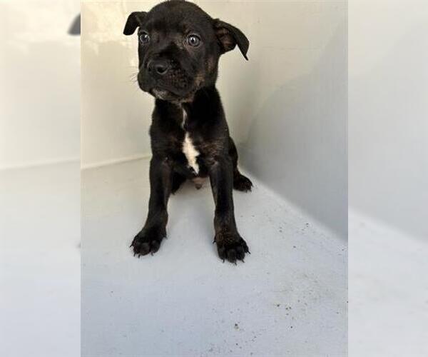 Medium Photo #1 Mutt Puppy For Sale in Houston, TX, USA