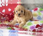 Small Photo #2 Cavapoo Puppy For Sale in FRESNO, OH, USA