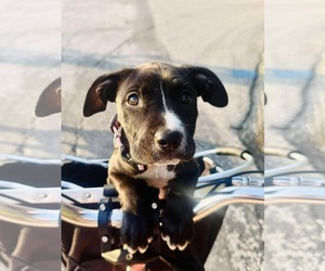 American Pit Bull Terrier-American Staffordshire Terrier Mix Dogs for adoption in Frankenmuth, MI, USA