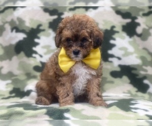Havashu-Poodle (Miniature) Mix Puppy for sale in LAKELAND, FL, USA