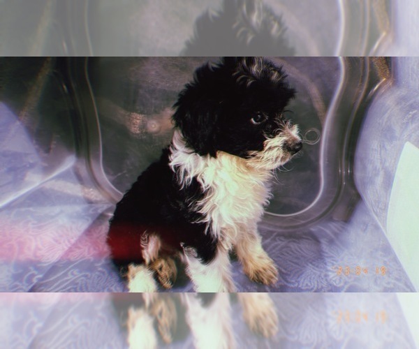 Medium Photo #12 Aussiedoodle Miniature  Puppy For Sale in DURHAM, CT, USA