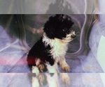 Small Photo #12 Aussiedoodle Miniature  Puppy For Sale in DURHAM, CT, USA