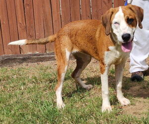 Labrador Retriever-Unknown Mix Dogs for adoption in Wetumpka, AL, USA