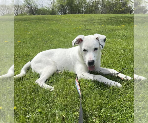 Medium Photo #5 Labrador Retriever-Unknown Mix Puppy For Sale in Brewster, NY, USA
