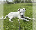 Small #4 Labrador Retriever Mix