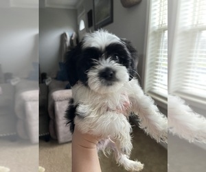 Shorkie Tzu Puppy for sale in PILOT MOUNTAIN, NC, USA
