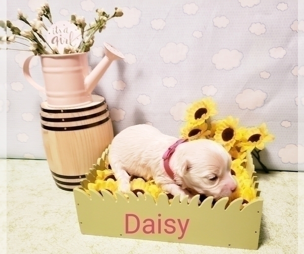 Medium Photo #10 Maltese-Poodle (Toy) Mix Puppy For Sale in INDEPENDENCE, MO, USA