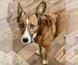 Welsh Cardigan Corgi Dogs for adoption in Aurora, CO, USA