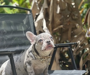 French Bulldog Puppy for sale in MIAMI, FL, USA