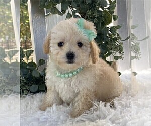 Poodle (Toy) Puppy for sale in MIAMI, FL, USA
