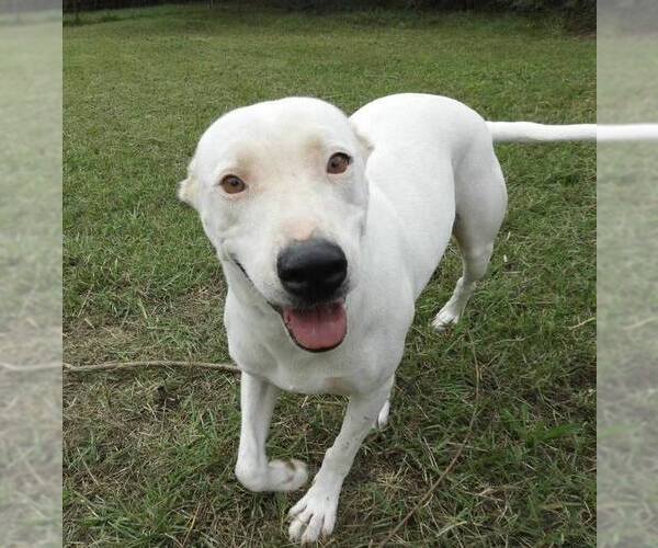 Medium Photo #3 Mutt Puppy For Sale in Anniston, AL, USA