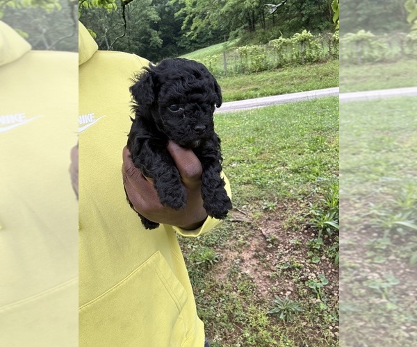 Medium Photo #18 YorkiePoo Puppy For Sale in VANCEBURG, KY, USA