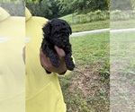 Small #2 YorkiePoo