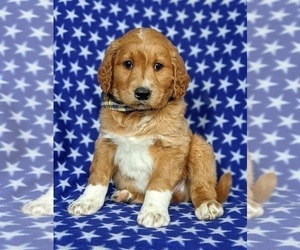 Goldendoodle Puppy for sale in CHRISTIANA, PA, USA