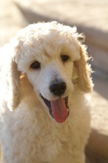 Poodle (Standard) Puppy for sale in SOMIS, CA, USA