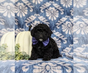 Jug-Poodle (Miniature) Mix Puppy for sale in LEOLA, PA, USA