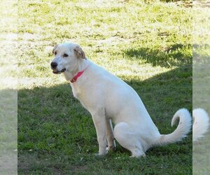 Great Pyrenees Dogs for adoption in Vail, AZ, USA