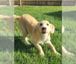 Small #1 Border Collie-Retriever  Mix