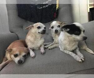 Chihuahua Dogs for adoption in Jackson Township, NJ, USA